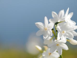 обои для рабочего стола: Нарцисы белые