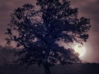 обои Дерево и полная луна,   рассвет фото