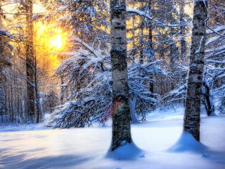 обои Солнце прячется в деревьях,   зимний закат в лесу фото