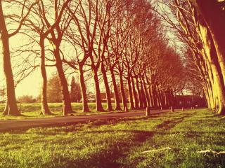 обои Аллея в парке под яркими лучами солнца,   весна фото