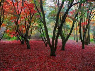 обои Красивая осень в лесу,   багровый ковер из листьев фото