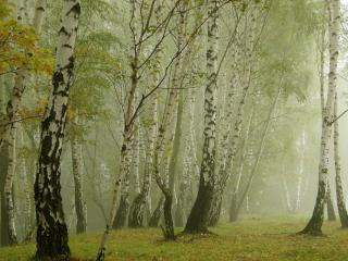 обои Туман в березовом лесу фото