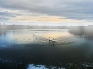 обои Раннее утро на лебедином озере фото