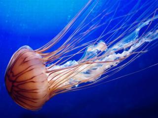 обои Красота медузы фото