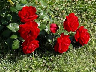 обои Букет красных роз на траве фото