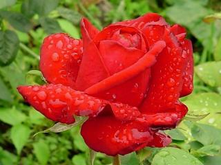 обои Капли дождя на лепестках алой розы фото