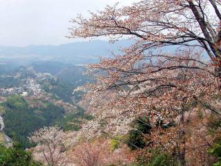 обои Цветущее весеннее дерево, на холме в горной местности фото