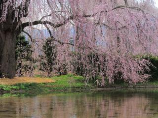 обои Розовое цветущее дерево над прудом, весной фото