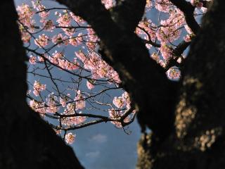 обои Цветущие весенние веточки, в просвете между ветвей деревьев фото