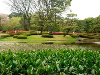 обои Японский парк с водоемом фото