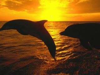 обои Дельфиний закат фото