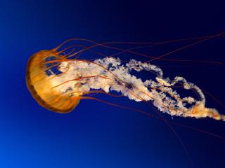 обои Медуза синего моря фото