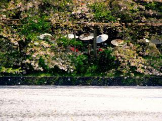 обои Зонтики в японском парке фото