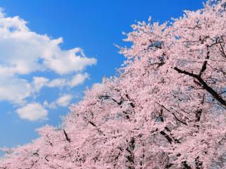 обои Нежно-розовое цветение весеннего дерева фото