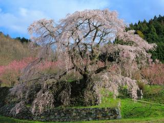 обои Обилие весеннего цветения дерева, в горной местности фото