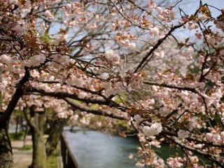 обои Ряд цветущих весенних деревьев, у канала фото