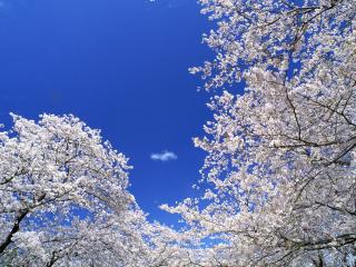 обои Цветущие ветви весенних деревьев на фоне голубого неба фото