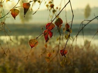 обои Осенние листья берёзы фото