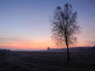 обои Рассвет над одиноким весенним деревом в поле фото