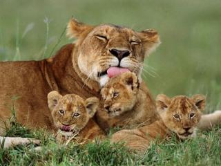 обои Львица и три маленьких львёнка фото