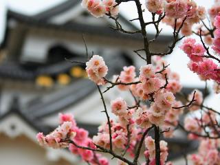 обои Веточка с махровыми цветками на фоне японского дома фото