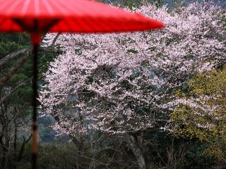 обои Красный зонтик, на фоне весенних цветущих деревьев фото