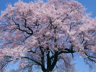 обои Одинокое весеннее дерево, в обильном цветении фото