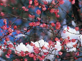 обои Розовые цветущие ветви, в снегу фото