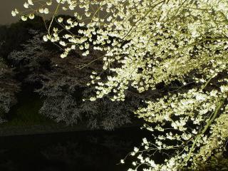 обои Светлое весеннее дерево, цветущее белым цветом фото