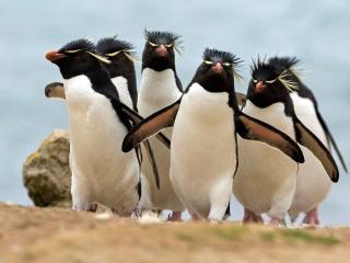 обои Королевские пингвины фото