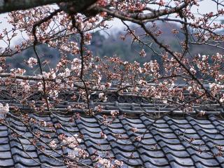 обои Цветущее весеннее дерево, над крышей дома фото