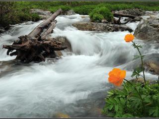 обои Алтайские реки и цветы фото
