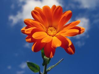 обои Оранжевый цветок на фоне голубого неба фото