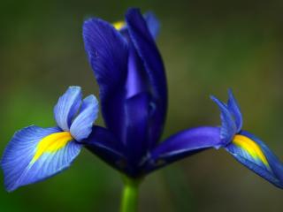 обои Синий цветок ириса фото