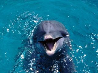 обои Разговорчивый дельфин фото