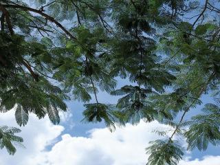 обои Ажурные листья дерева на фоне неба фото