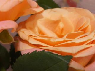обои Розы светлый оранж фото