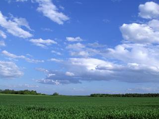 обои Зеленое поле под голубым небом фото