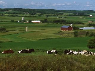 обои Коровы на окраине села фото