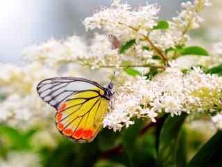 обои Бабочка на мелких цветках фото