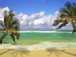 обои Две пальмы на берегу океана фото