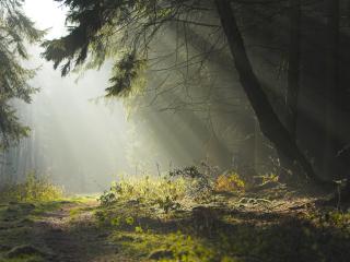 обои В дремучем лесу лучи солнца фото