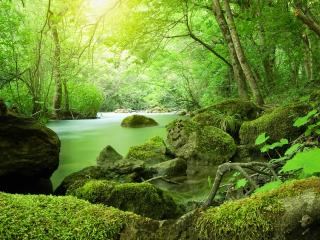 обои Ручей, в ярком зеленом весеннем лесу фото