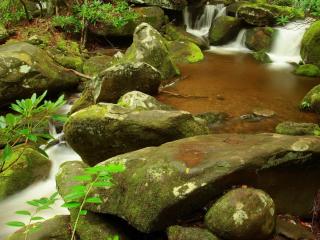 обои Лесной горный ручей с небольшими водопадами фото