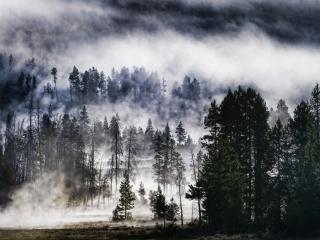 обои Лучи сквозь густой туман в лесу фото