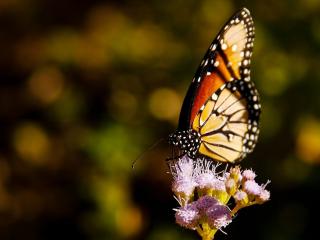 обои Бабочка со сложенными крылишками на цветке фото