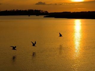 обои Чайки над рекой при закате солнца фото