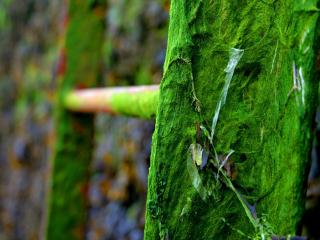 обои Зеленый мох с паутиной на садовой лестнице фото