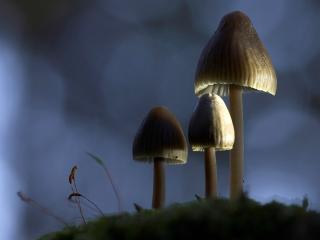 обои Три грибочка в тени фото