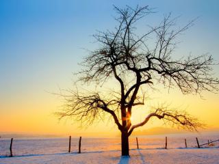 обои Дерево на солнышке в зимнюю пору фото